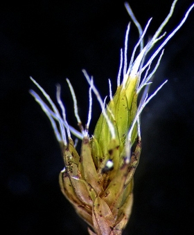 Name of common moss