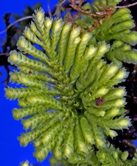 Name of common moss