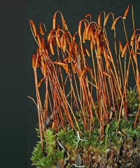 Name of common moss
