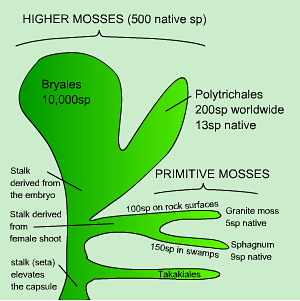 moss_tree(300)