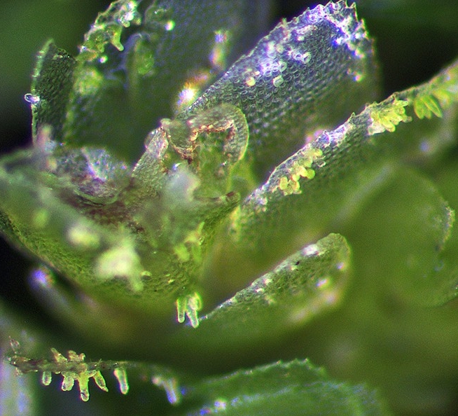 Leaf margins with brood bodies