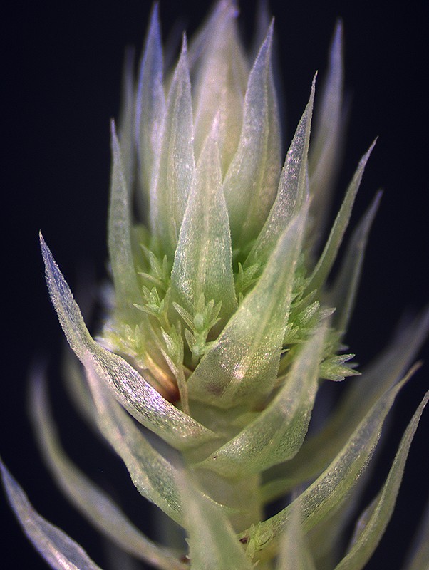 Stem, leaves and brood bodies