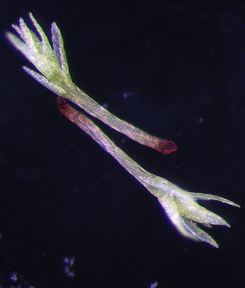 Brood bodies, each with a stem axis and a shoot tip with leaves