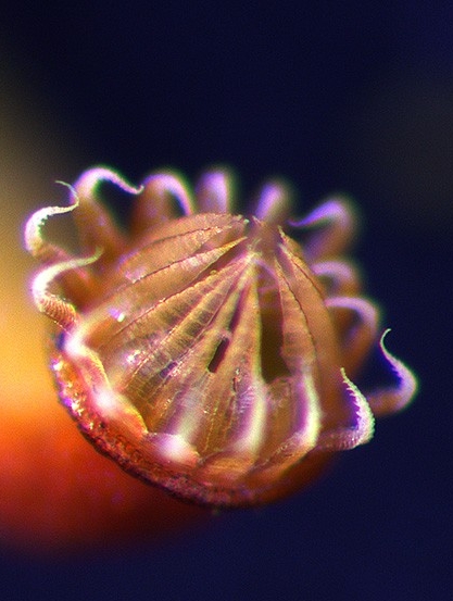 amblystegium_serpens509_caps27_800 amblystegium_serpens509_caps27_800