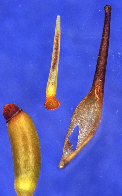 dicranoloma_rob681_caps48-800 dicranoloma_rob681_caps48-800
