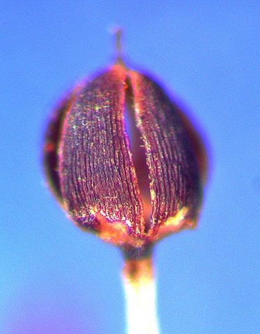A. acutifolia, continued splitting of the capsule creates four segments (valves) 