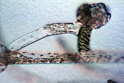 protonema_2-400 protonema_2-400