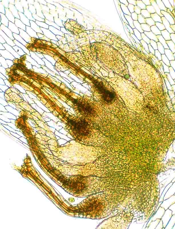 archegoniumSmall archegoniumSmall