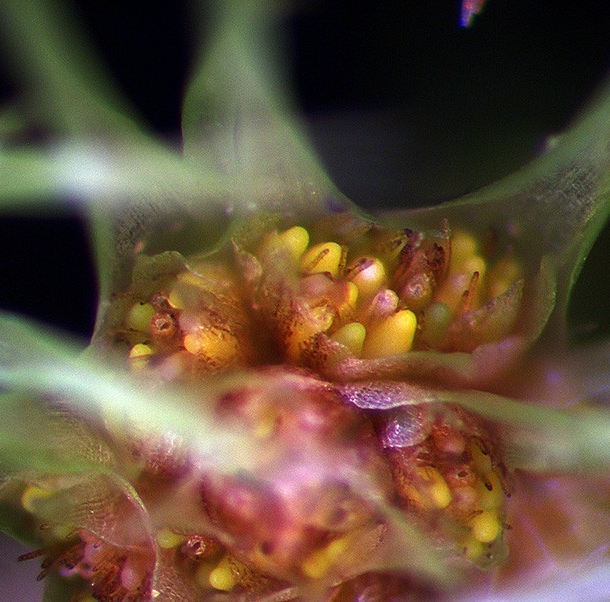 Male shoot tip, detail of antheridia Male shoot tip, detail of antheridia