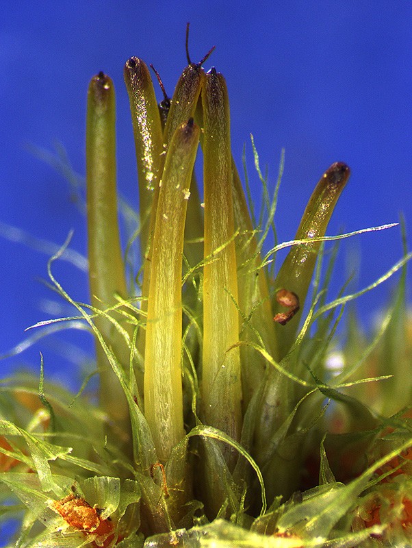 Embryo-containing archegonia with surrounding perichaetial bracts. The wall of each archegonium forms the calyptra, with the archegonium neck appearing as a small dark terminal appendage. Embryo-containing archegonia with surrounding perichaetial bracts. The wall of each archegonium forms the calyptra, with the archegonium neck appearing as a small dark terminal appendage.