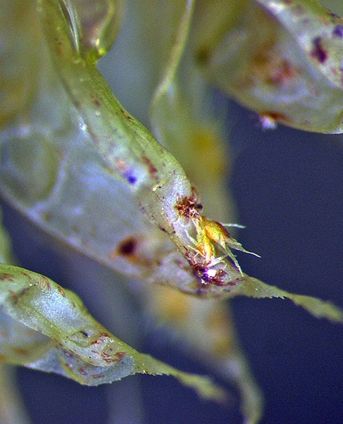 Leaf with dwarf male plants