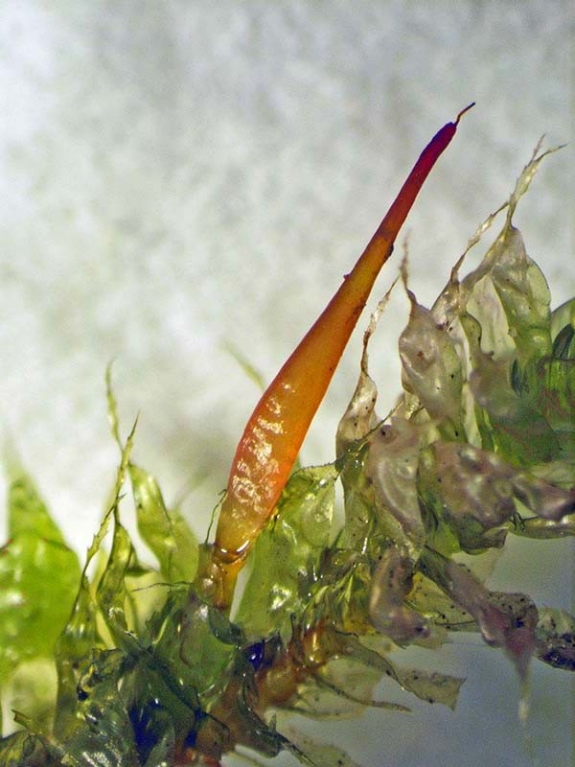 ptychomnion_yngsporo7a(800) ptychomnion_yngsporo7a(800)
