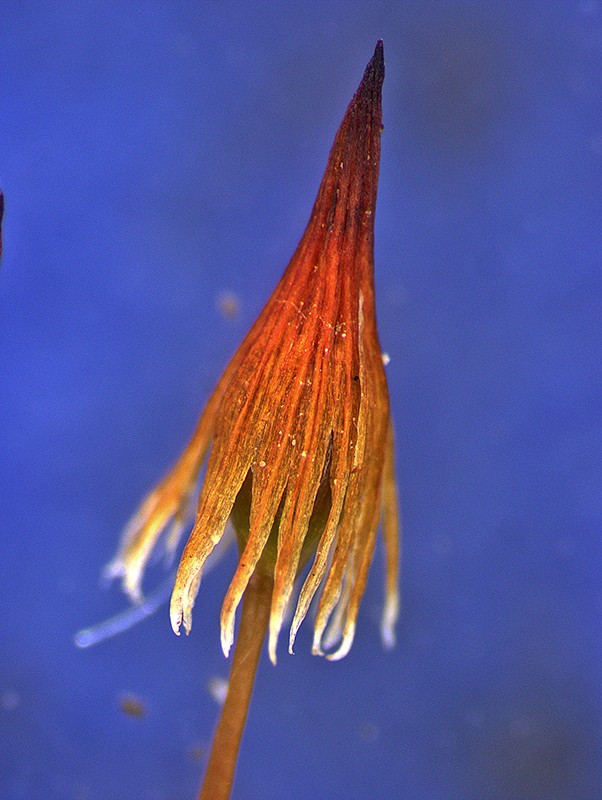 Enlarging capsule, calyptra cover splitting at its base (mitriform) Enlarging capsule, calyptra cover splitting at its base (mitriform)