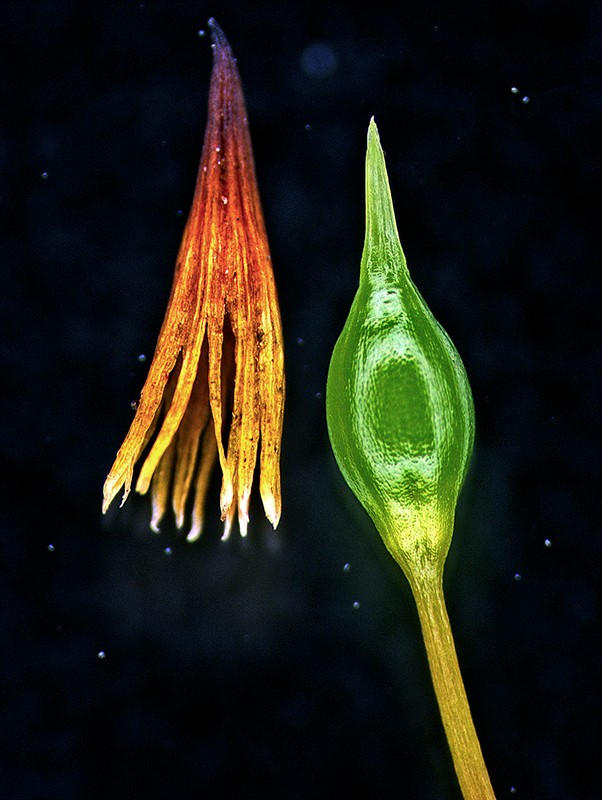 12 macromitrium_microstom671_caps28-800 12 macromitrium_microstom671_caps28-800