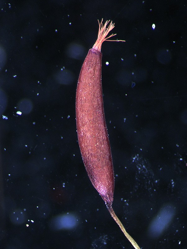 Mature capsule, operculum shed to expose peristome