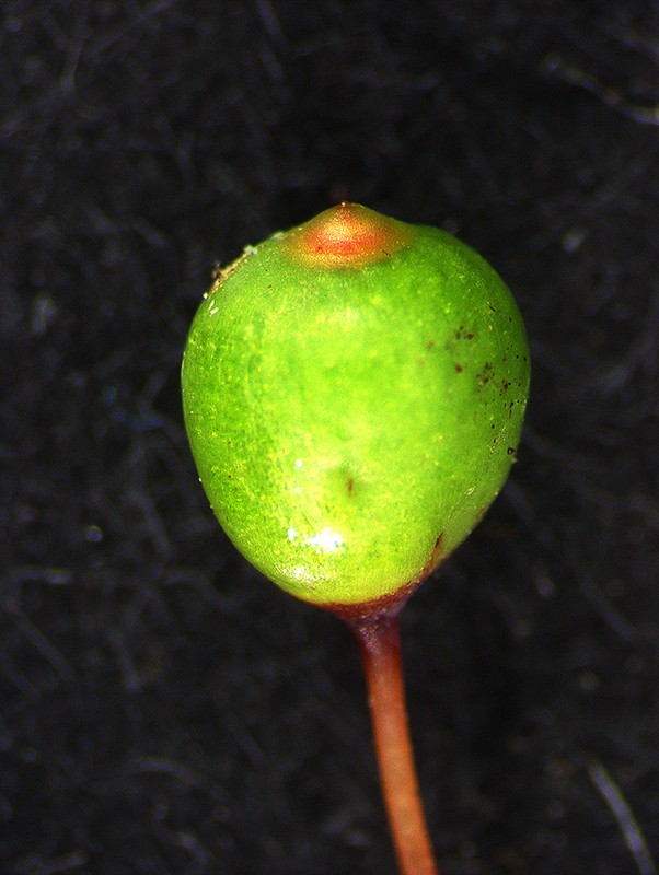 Immature capsule Immature capsule