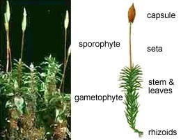 From the bottom of the plant to the top: rhizoids, gametophyte, stem and leaves, seta, sporophyte and capsule at the top.