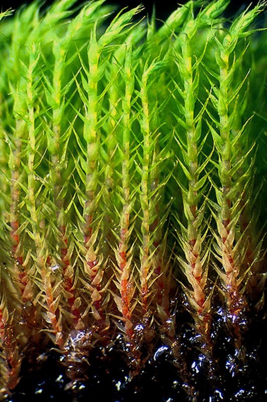 leptostomum_2(800)
