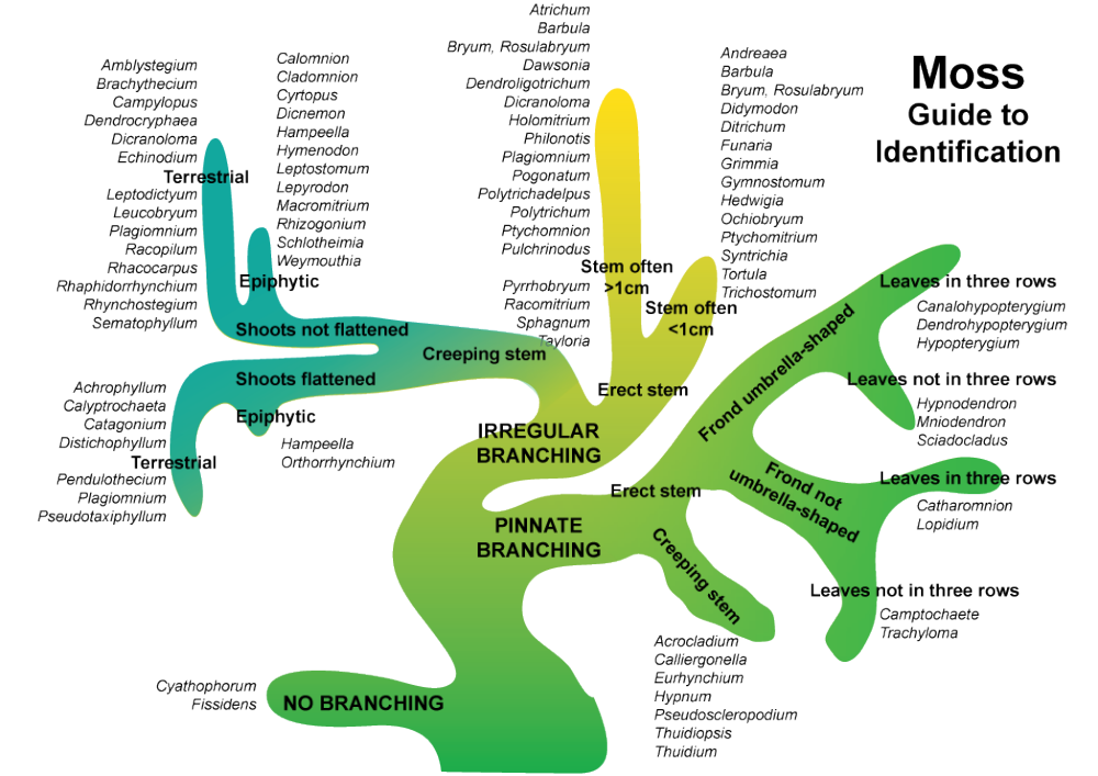 Moss - guide to identification