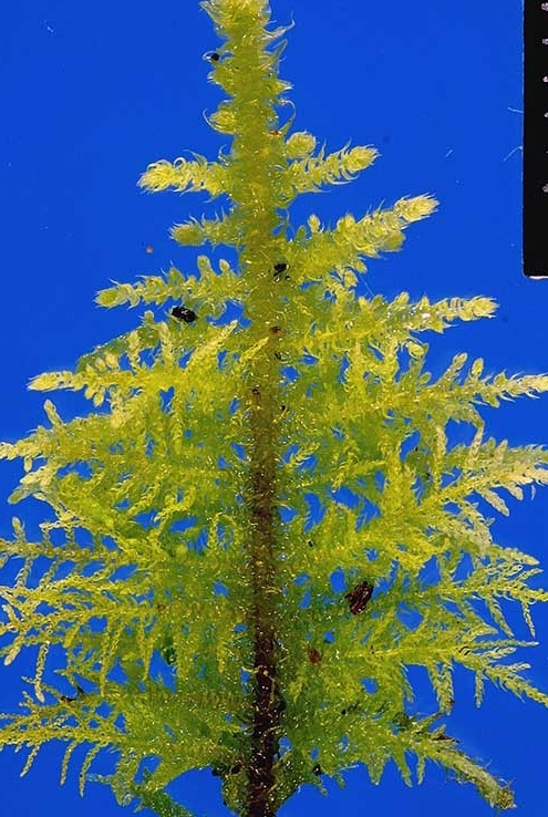 thuidium_frond2vert(800)