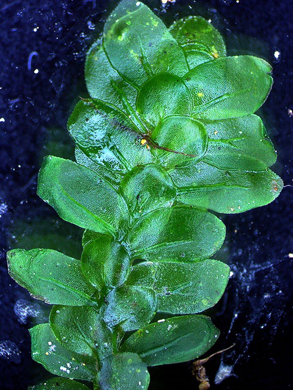 Mature stem with leaves Mature stem with leaves