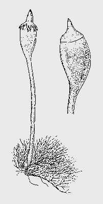 ephemer_4(400) ephemer_4(400)