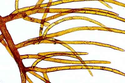 epheme_3(400) epheme_3(400)