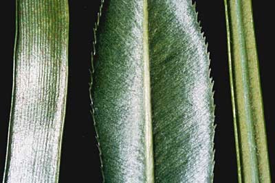 cycad_fam(400)