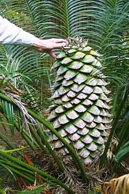 Lepidozamia peroffskyana
