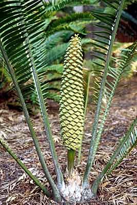 Encephalartos villosus