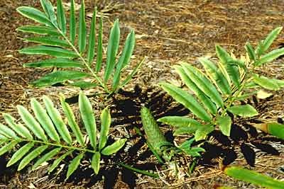 Stangeria eriopus