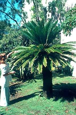 Cycas revoluta