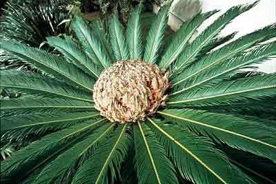 Cycas revoluta