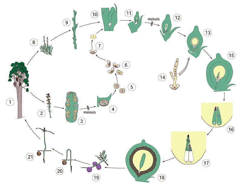 matai-cycle1