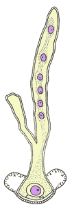 matai-lifecycle-14(300px)