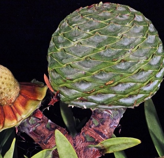 Ripe seed cone shedding scales and seeds (left) and seed cone just prior to ripening (right)