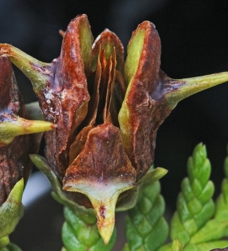 As the mature cone dries out, the bracts and fertile scales separate exposing the winged seeds within. As the mature cone dries out, the bracts and fertile scales separate exposing the winged seeds within.