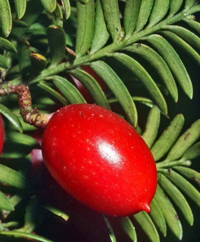 prumnopitys_fer_seed9aa(800) prumnopitys_fer_seed9aa(800)