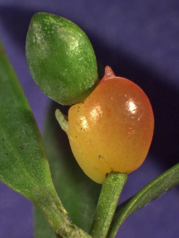 Maturing seed cone Maturing seed cone