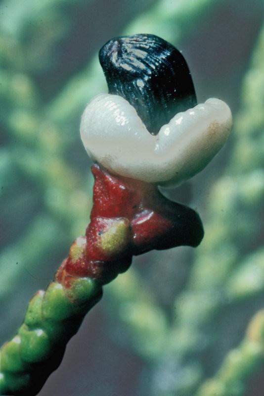Mature seed cone with fleshy aril
