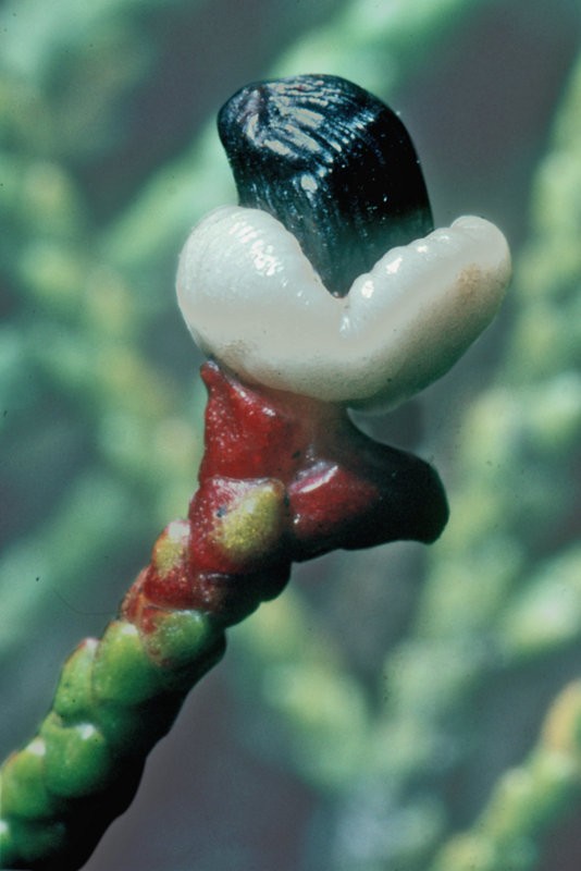Mature seed cone with fleshy aril Mature seed cone with fleshy aril
