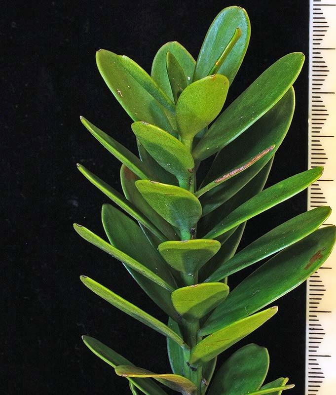 Mature foliage Mature foliage