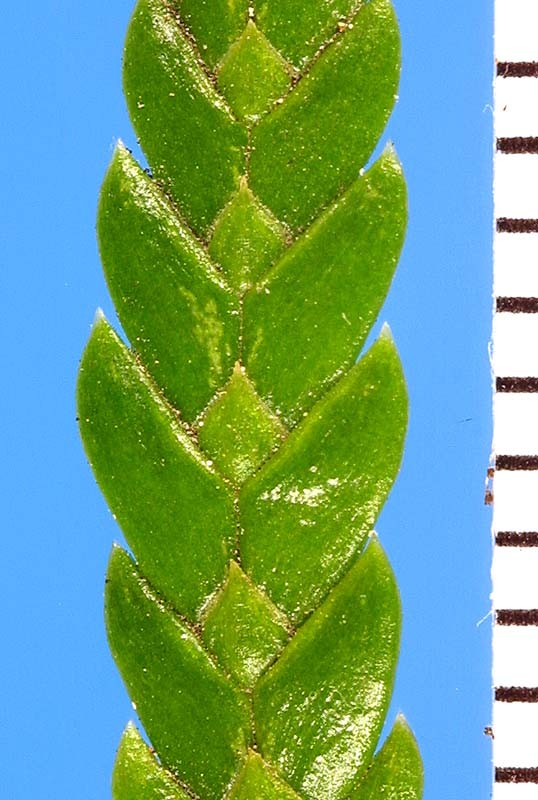libocedrus_plum_lf4a(800) libocedrus_plum_lf4a(800)