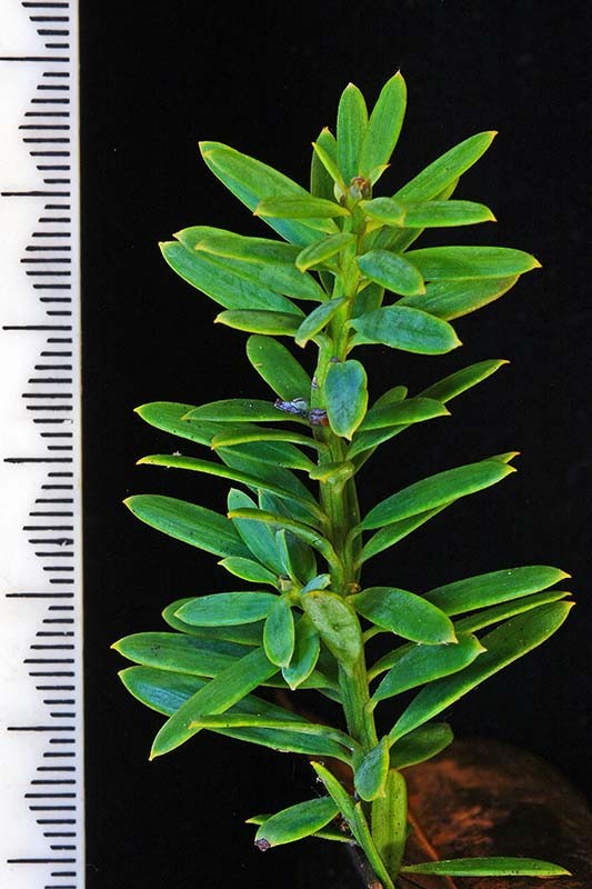 podocarpus_tot_br6(800) podocarpus_tot_br6(800)