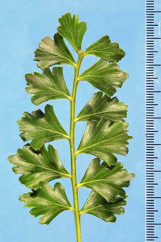 phyllocladus_trich_br63(800) phyllocladus_trich_br63(800)