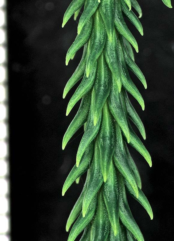 dacrydium_cupres_lf35a(800) dacrydium_cupres_lf35a(800)